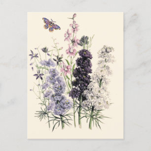 Lila, Rosa Garden Flowers, Butterfly Vykort
