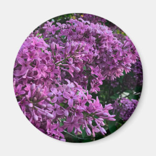 Lila-rosa-kalk  Foto på blommigt av lila rosa Magnet