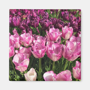 Lila & Rosa Tulip Garden Bed, Oregon Magnet