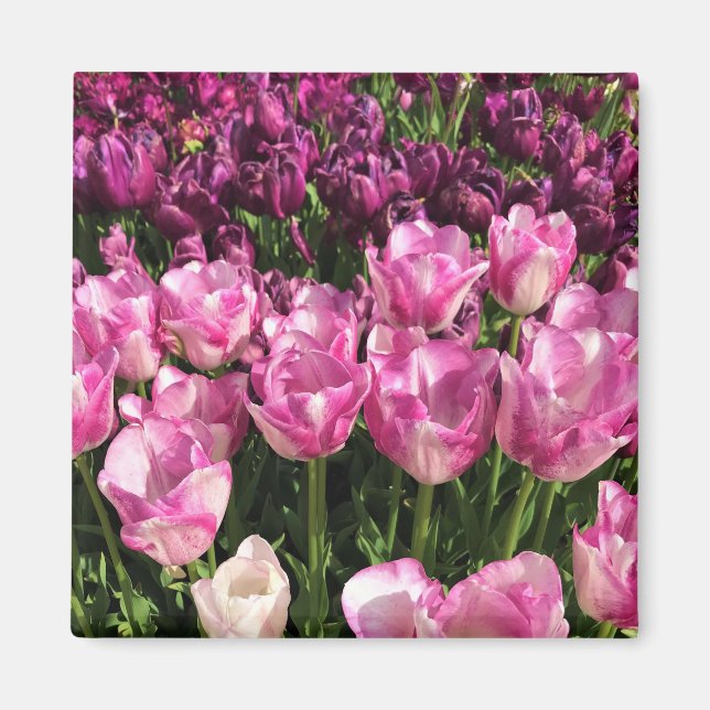 Lila & Rosa Tulip Garden Bed, Oregon Magnet (Framsidan)