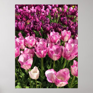 Lila & Rosa Tulip Garden Bed, Oregon Poster