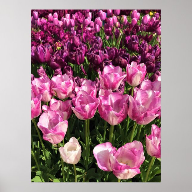 Lila & Rosa Tulip Garden Bed, Oregon Poster (Framsidan)