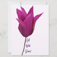 Lila rosa tulpanblommor kommer snart att bli bra k