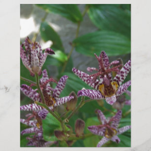 Lila rosa vit strimmig orkidé som blomkål