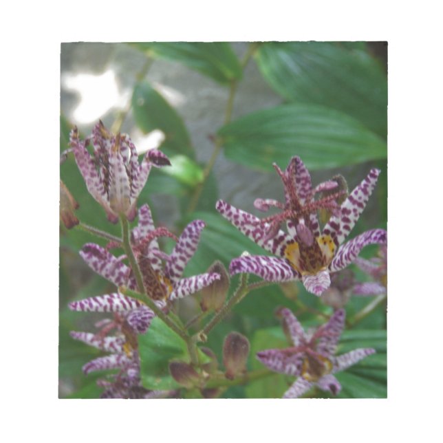 Lila rosa vit strimmig orkidé som blomkål anteckningsblock (Framsida)