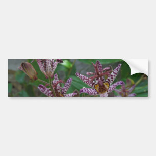Lila rosa vit strimmig orkidé som blomkål bildekal