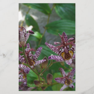 Lila rosa vit strimmig orkidé som blomkål brevpapper