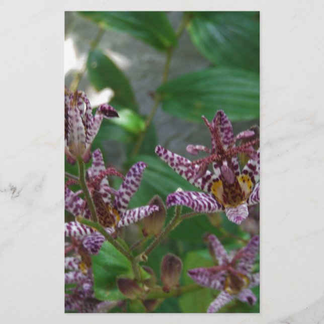 Lila rosa vit strimmig orkidé som blomkål brevpapper (Framsida)