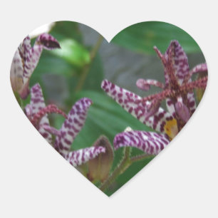 Lila rosa vit strimmig orkidé som blomkål hjärtformat klistermärke