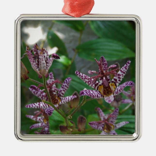 Lila rosa vit strimmig orkidé som blomkål julgransprydnad metall (Framsidan)