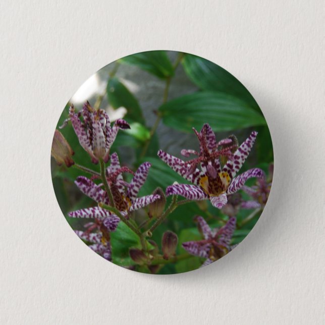 Lila rosa vit strimmig orkidé som blomkål knapp (Framsida)