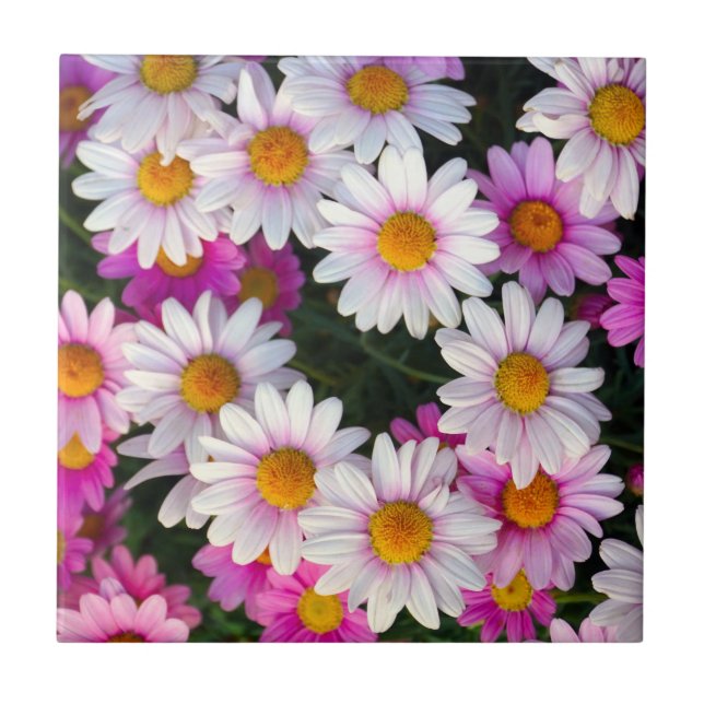 Lila Rosa White Daisys Flowers Kakelplatta (Framsidan)