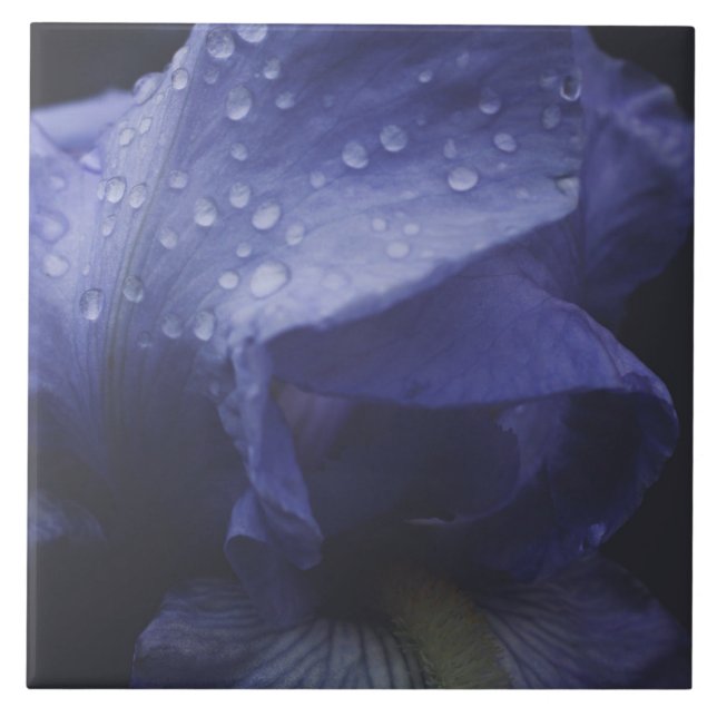 Lila rosblomma kakelplatta (Framsidan)