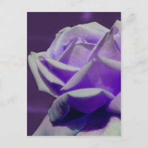 Lila Rosenknopp Petals Flower Vykort