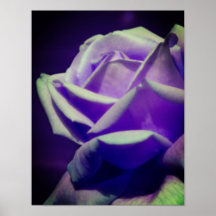 Lila Rosenknopp Poster