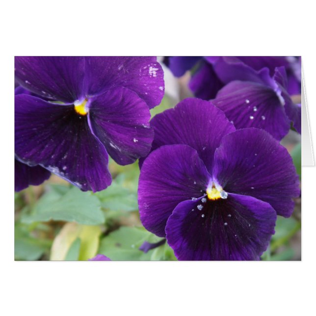 Lila Royalty OBS Kort (Framsidan Horizontal)