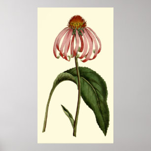 Lila Rubibeckia Flower Poster