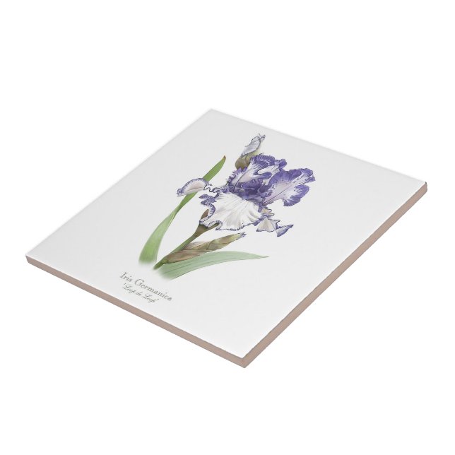 Lila Ruffled Iris Botanical Stil Art Kakelplatta (Sidan)