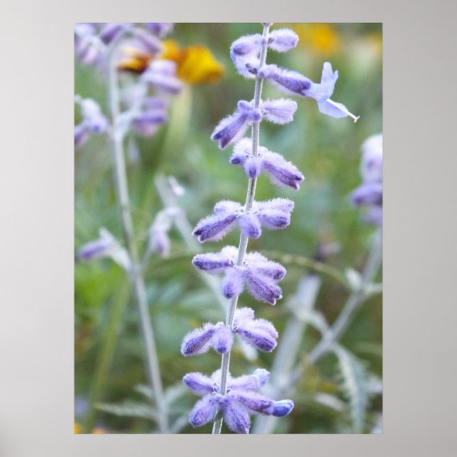 Lila Russian Sage - Perovskia Poster (Framsidan)