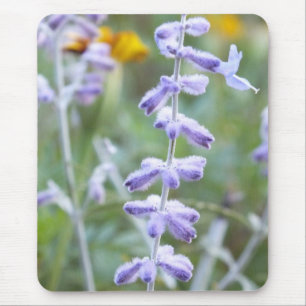 Lila Russian Sage - Pervoskia Musmatta
