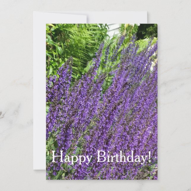 Lila Sage, Lila Salvia Birthday Card Kort (Framsida)