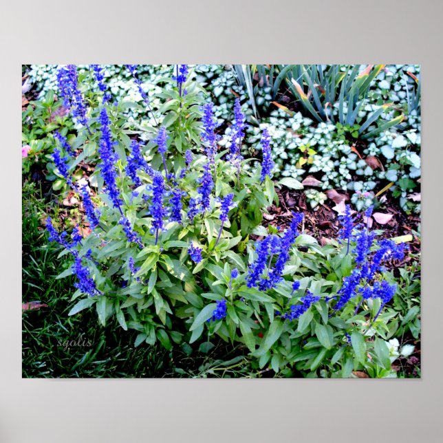 Lila Salvia Flowers-värdet Poster Pappert (glans) (Framsidan)