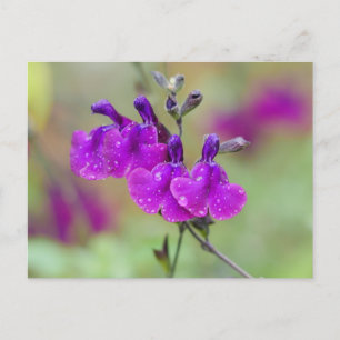 Lila Salvia Flowers vykort