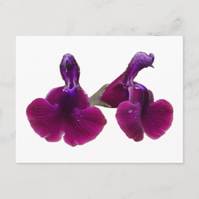 Lila Salvia Flowers vykort (Framsida)