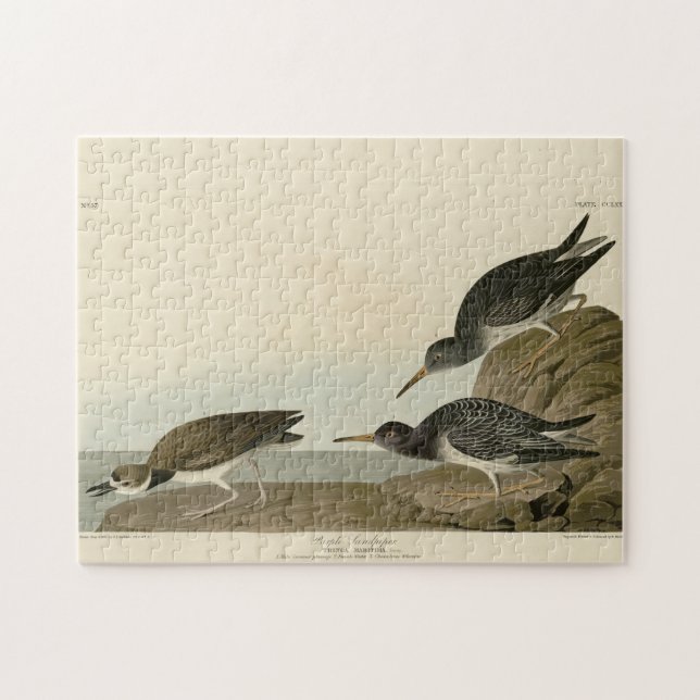 Lila Sandpiper från Audubon's Birds of America Pussel (Horisontell)