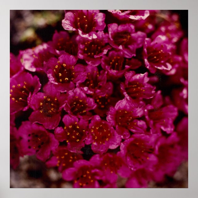 Lila Saxifrage Flower Arktis Oliktok Alaska Poster (Framsidan)