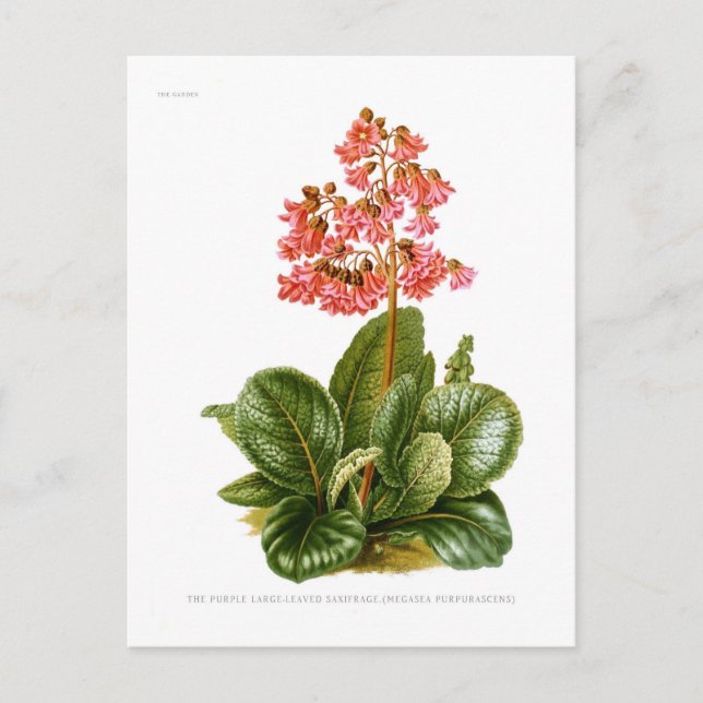 Lila saxifrage vykort (Framsida)