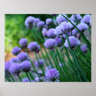 Lila Scallion Allium Flowers Orton Art Poster