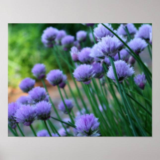 Lila Scallion Allium Flowers Orton Art Poster (Framsidan)