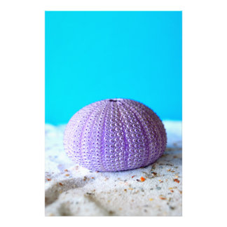 Lila Sea Urchin Fototryck
