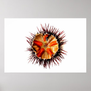 Lila Sea urchin Poster
