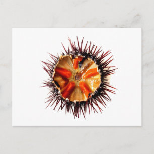 Lila Sea urchin Vykort
