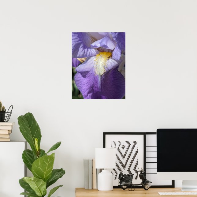 Lila Skägglilja Blomma Poster (Hemmakontoret)