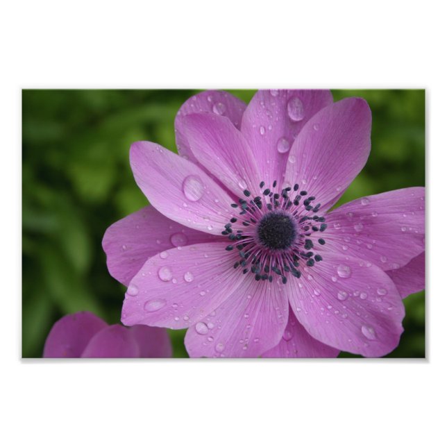 Lila skönhet fototryck (Framsidan)