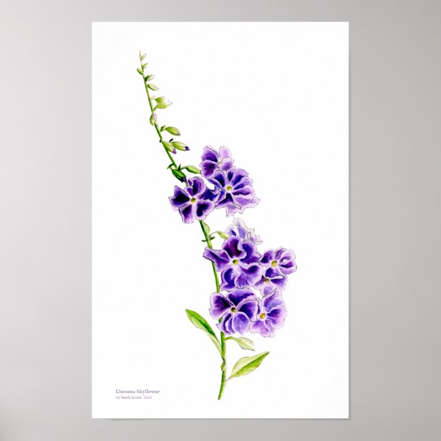 Lila skyflower botanisk konst av Sarah Trett Poster (Framsidan)