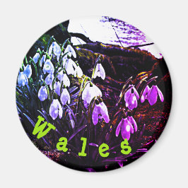 Lila Snödroppar vid floden Hafren Fridge Magnet