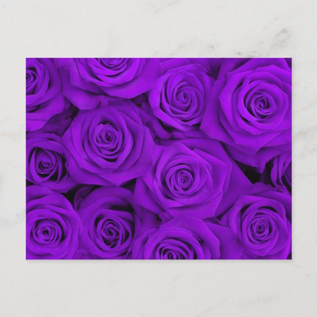 Lila Spectacular Rosor Vykort (Framsida)