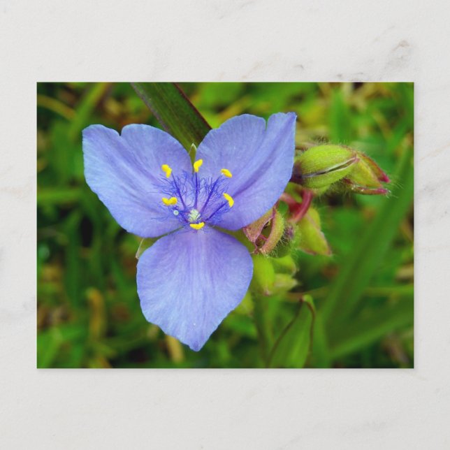 Lila Spiderwort Flower Vykort (Framsida)