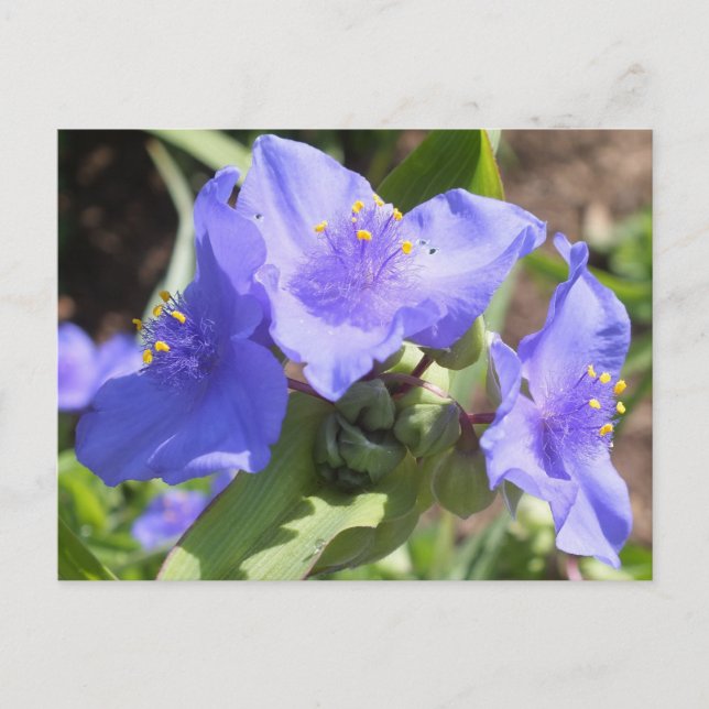 Lila Spiderwort-vykort Vykort (Framsida)