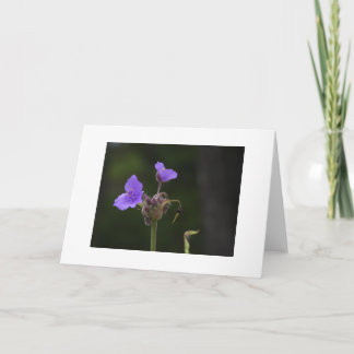 Lila spindelört vildblomma tom kort