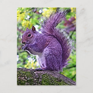 Lila Squirrel Vykort