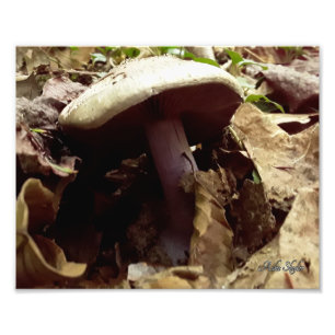 Lila-Stalked Mushroom Fototryck
