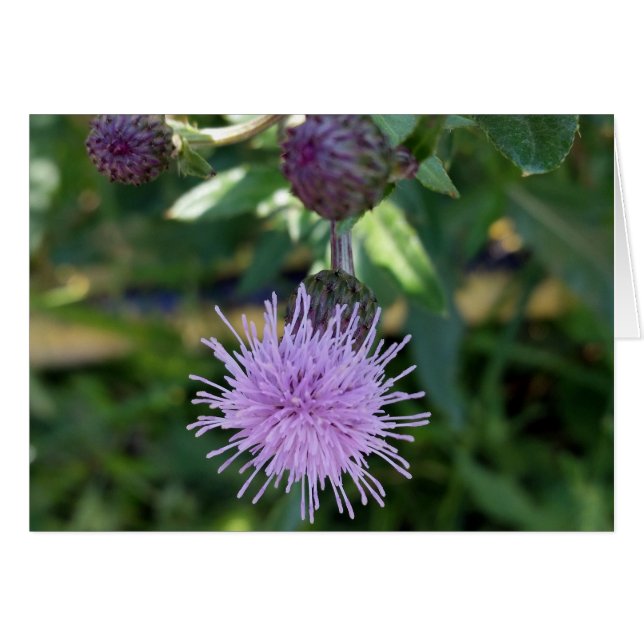 lila stänk hälsningskort (Framsidan Horizontal)