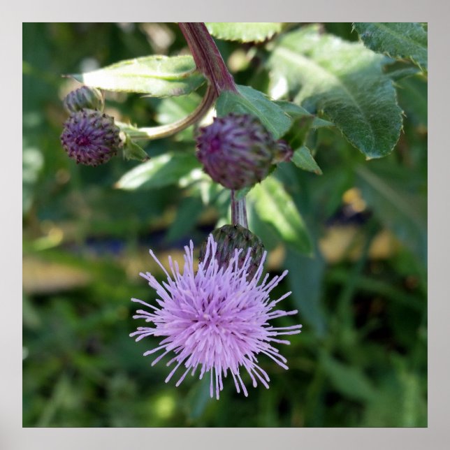 lila stänk poster (Framsidan)