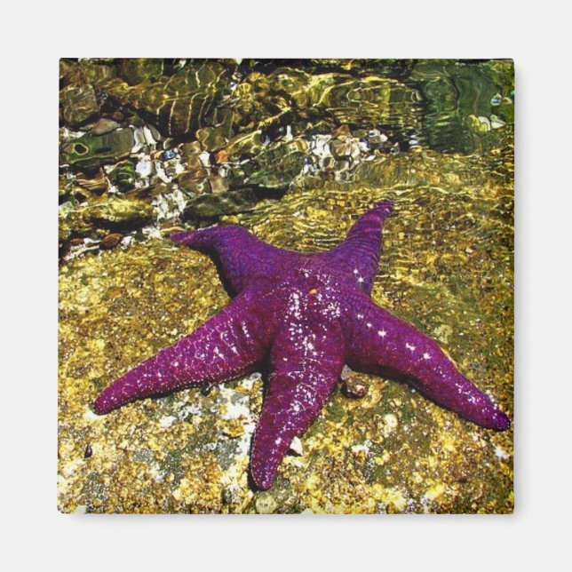 Lila Starfish Magnet (Framsidan)