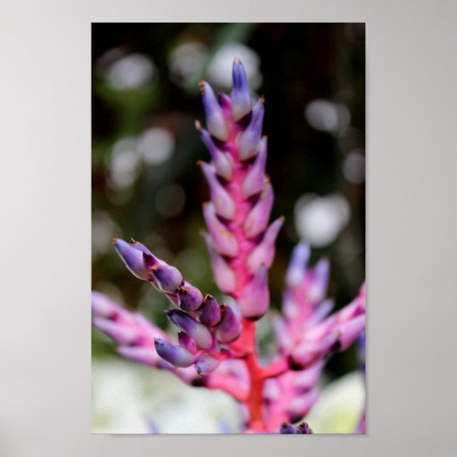 Lila Stemming Flower Poster (Framsidan)